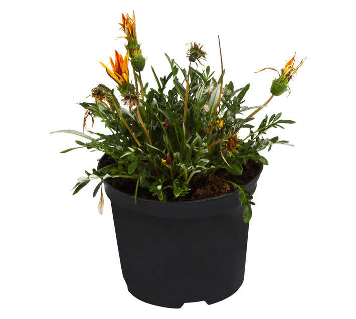 Malanseuns Gazania New Day Bright Orange Potted Plant (150mm)