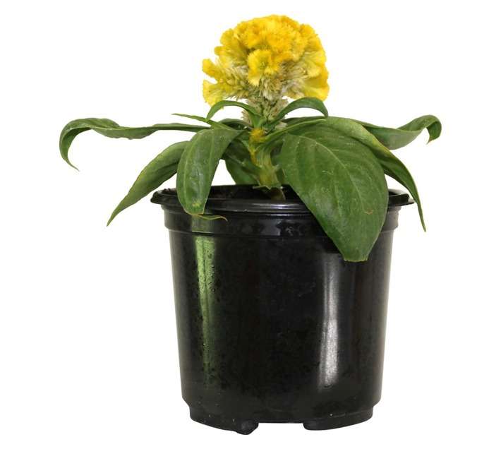 Andy Titterton Celosia Potted Plant (120mm)
