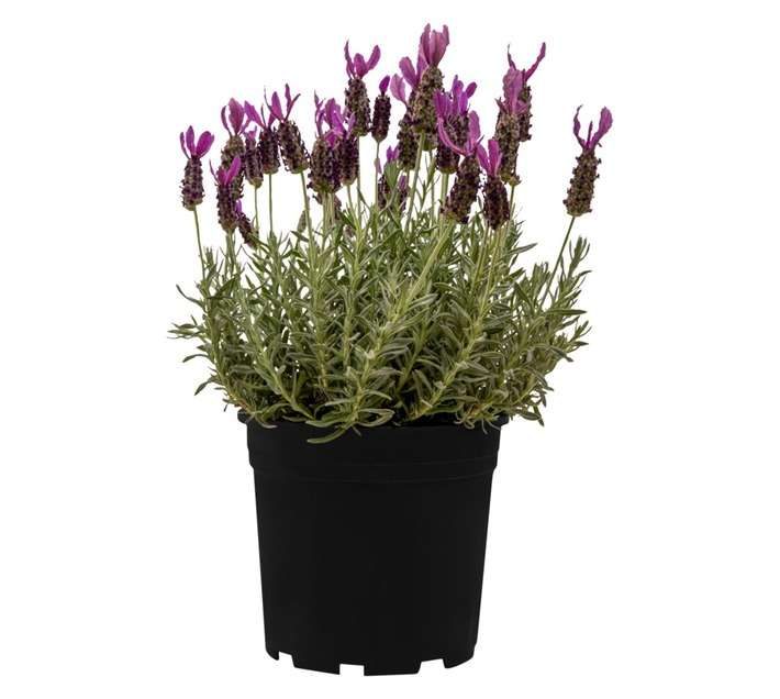 Colorweis Lavendula Hollandia Pot - Purple (150 x 150 x 300mm)