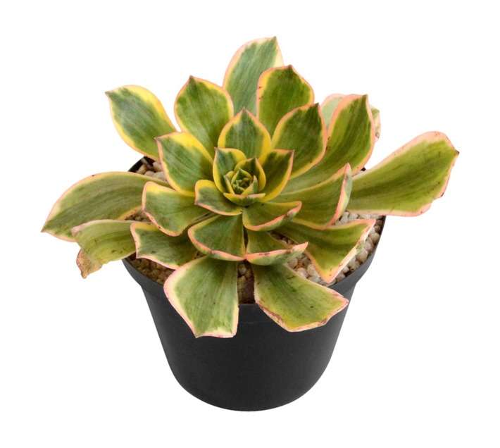 Plantimex Water Smart Succulent Pot (120mm)