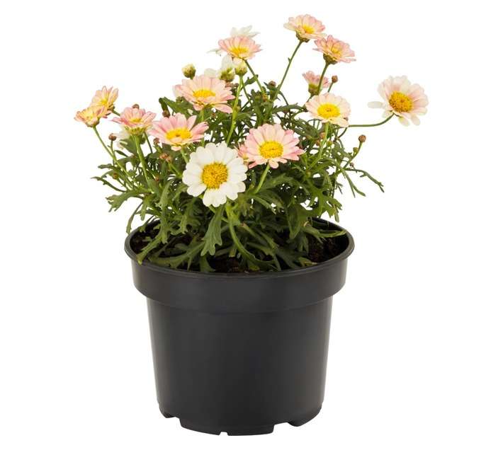 Assorted Argyranthemum Pot (15cm)