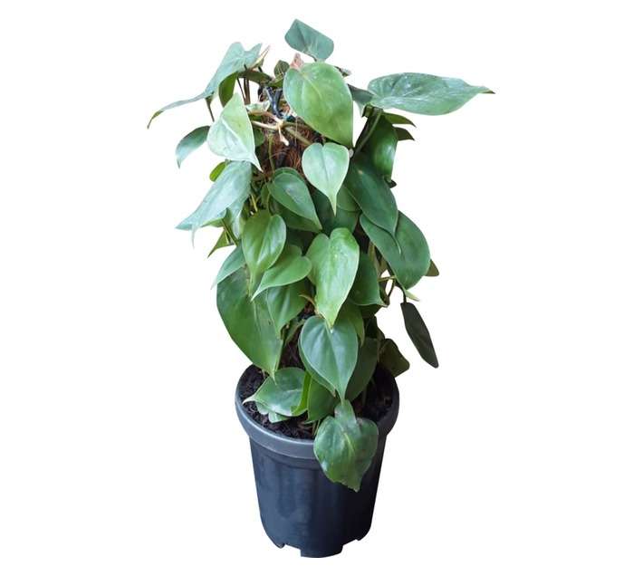 Airely Farms Philodendron Mini Potted Plant