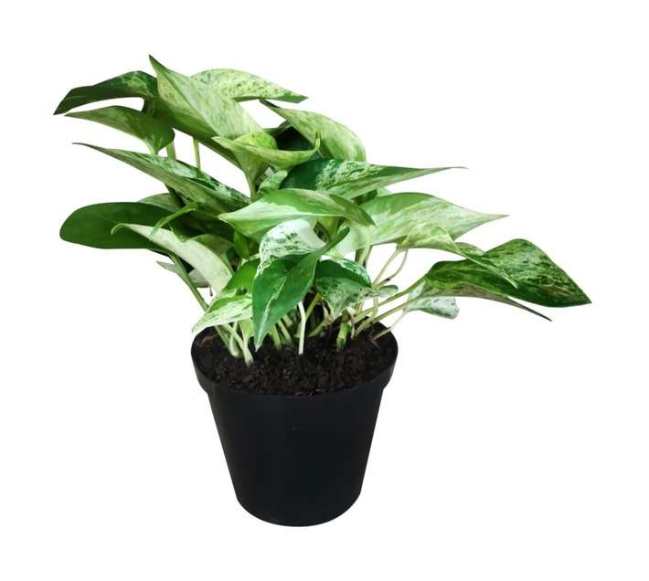 Scindapsus Marble Queen Potted Plant - Green/White (350mm)