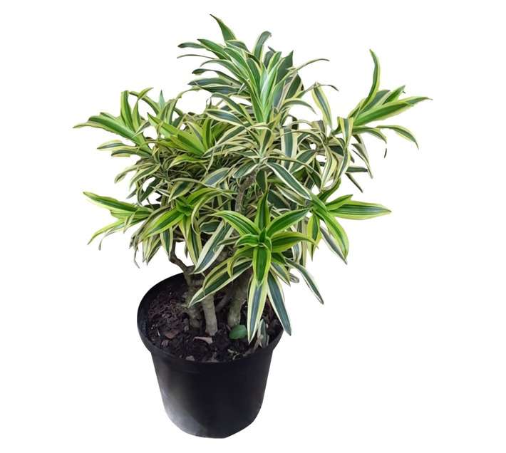 Airely Farms Pleomele Song of India Potted Plant (250mm)
