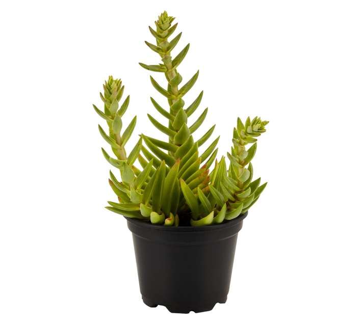 San Michell 17919 Succulent Potted Plant - Assorted (90mm)