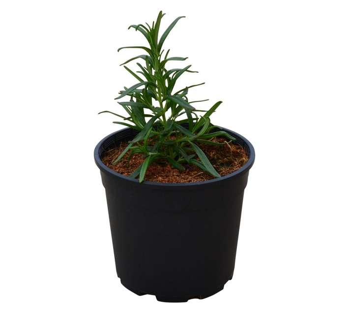 COLOUR POT ROSEMARY BARBEQUE 14CM