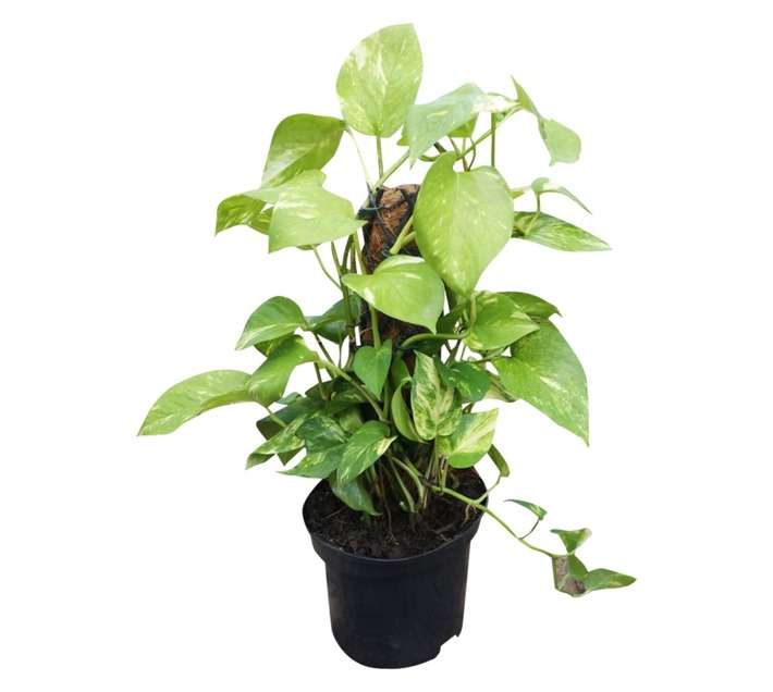 Airely Farms Scindapsus Aureus Mini Potted Plant (200mm)