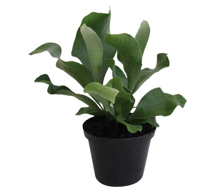 Florex Platycerium Staghorn Fern Potted Plant (120mm)