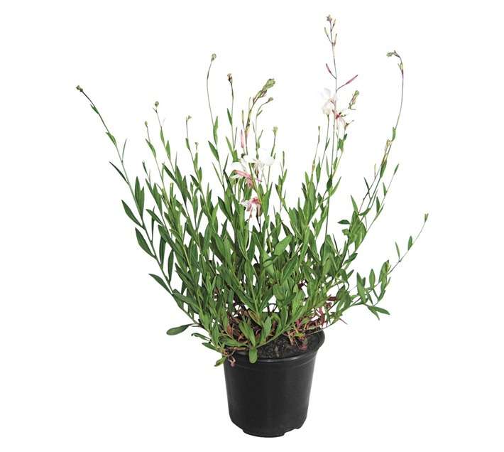 Gaura Pot (150mm)