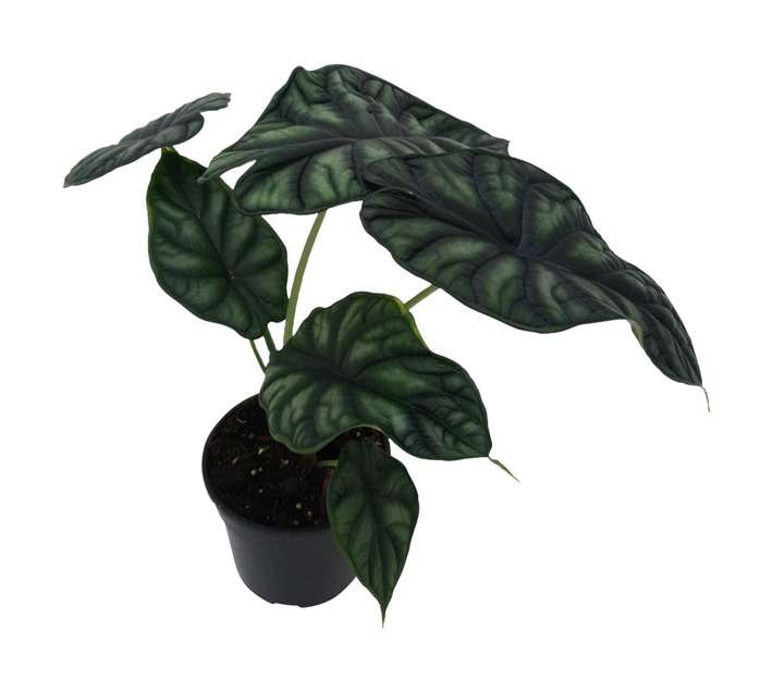 LVG Alocasia Black Dragon Plant (165mm)