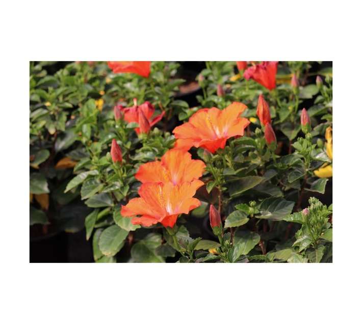 Malanseuns Hibiscus Hera Potted Plant (190mm)