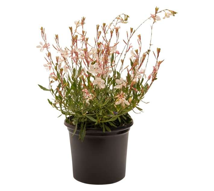 Colorweis Gaura Belezza Pot - White (150 x 150 x 300mm)
