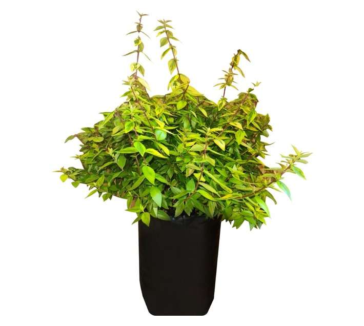 Colorweis Abelia Grand Kaleido PBR Bag (10L)