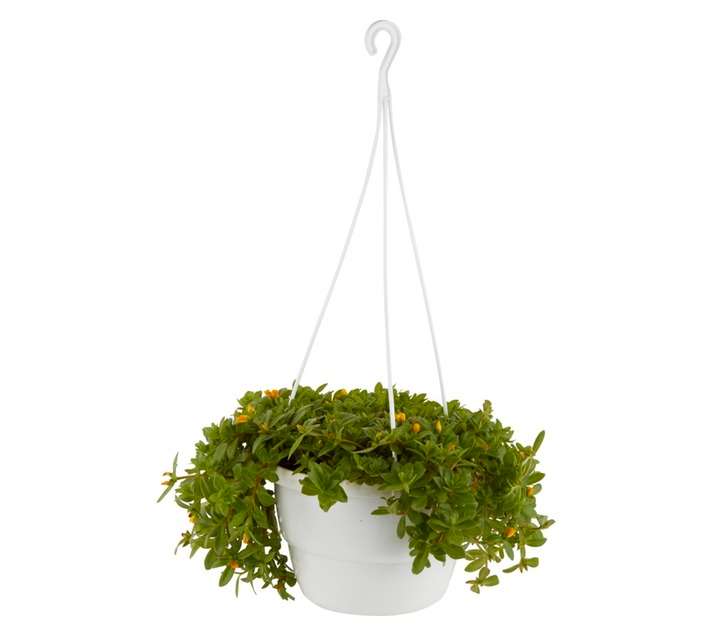 Planted Aero Bowl - Assorted (200mm)