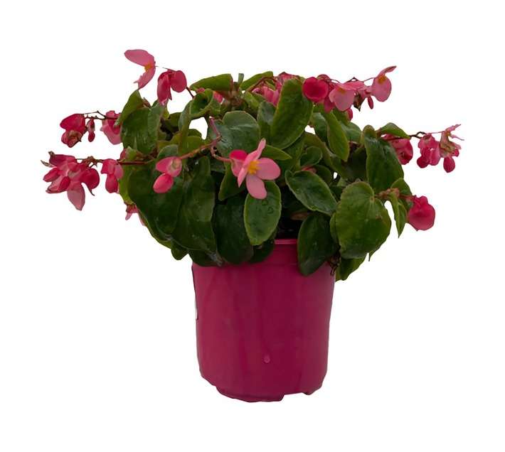 Andy Titterton Begonia Dragon Wing Potted Plant (150mm)