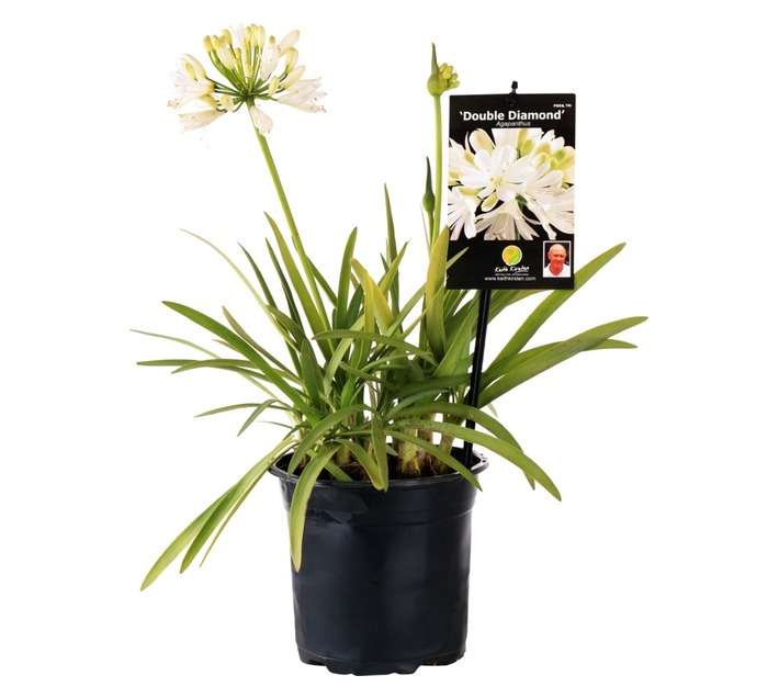 Agapanthus Double Diamond PBR (20cm Pot)