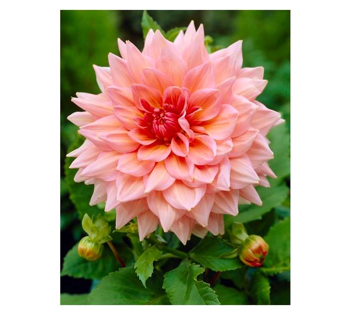 Hadeco Otto's Thrill Dinner Plate Dahlia Bulb - Orange