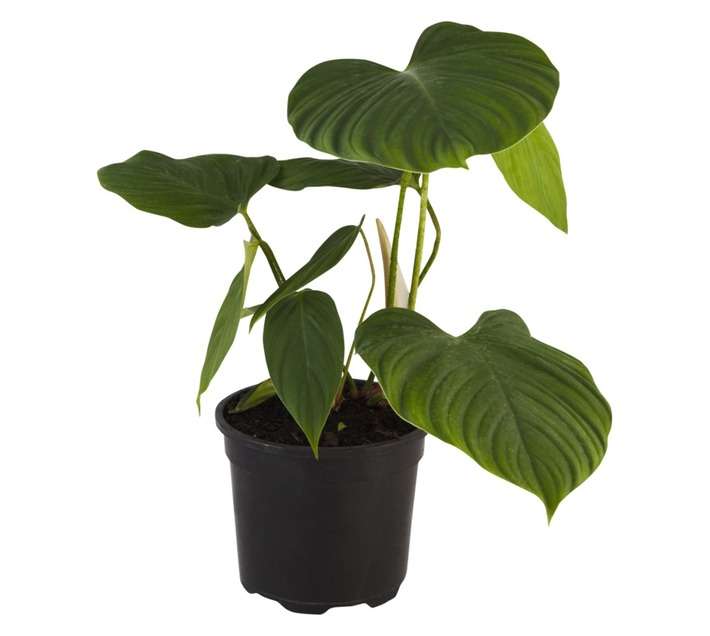 Tuberflora Phlebodium Potted Plant (170mm)