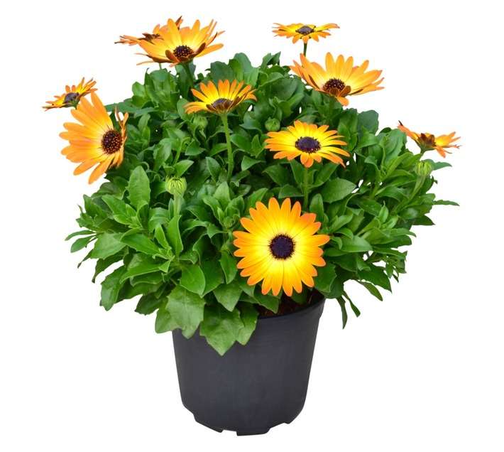COLOUR POT OSTEOSPERMUM 14CM ASS