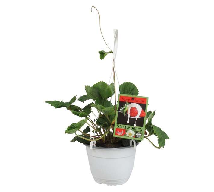 Strawberry Selecta Hanging Basket Pot (20cm Pot)