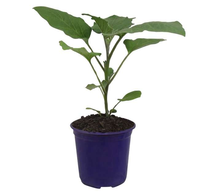 Eggplant Black Beauty (15cm Pot)
