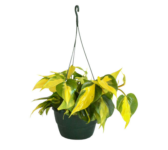 LVG Philodendron Scandens Mica (140mm)