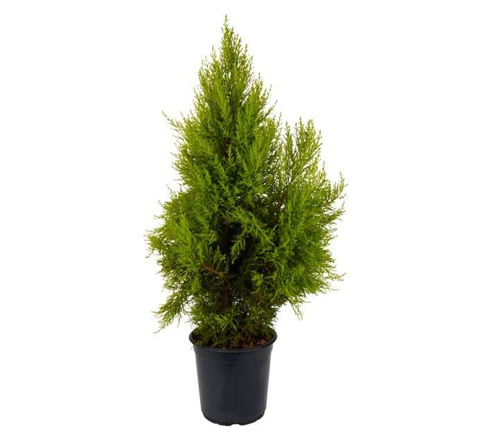 Plantimex Cupressus Goldcrest Pot (240mm)