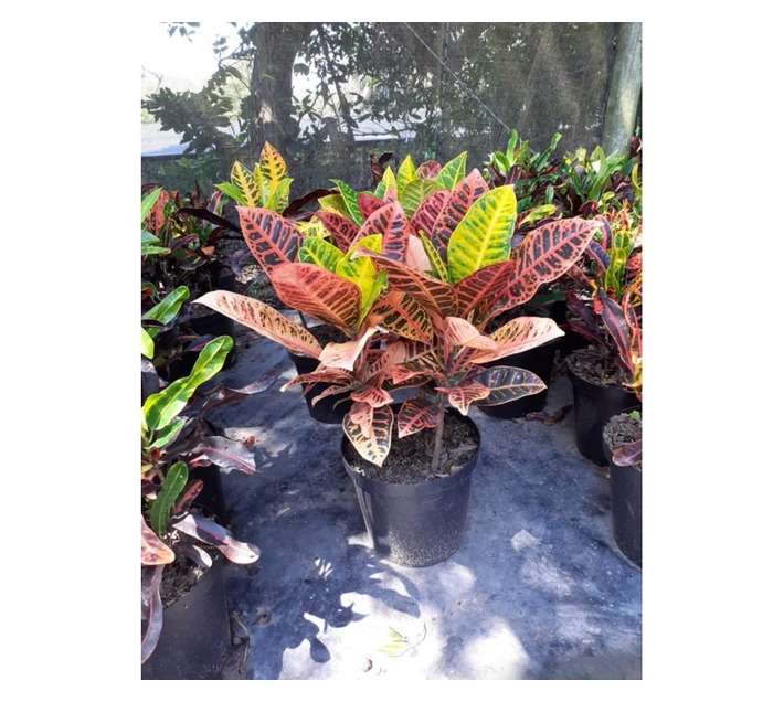 Airely Farms Croton Potted Plant - Assorted (350mm)