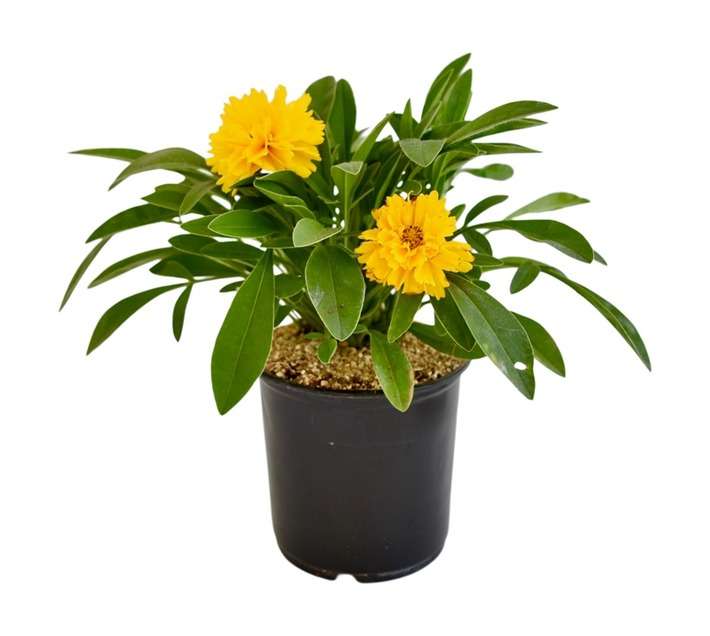 Plant Colour Pot Selection (120mm)