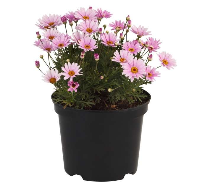 Malanseuns Argyranthemum Go Daisy Elsa Pink Potted Plant (190mm)