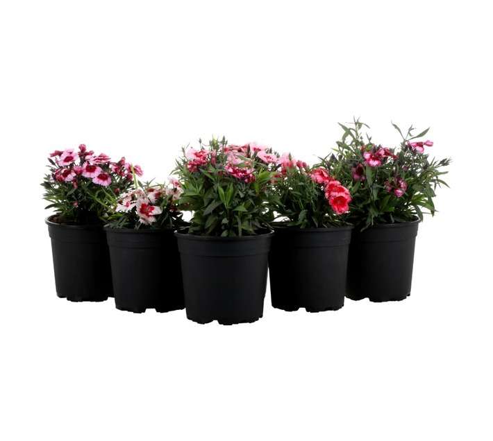 Dianthus Interspecific Jolt Assorted (15cm Pot)
