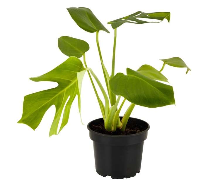 San Michell Monstera Deliciosa Plant (140mm)