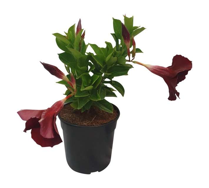 Plantimex 66765 Dipladenia Sundaville Pot (140mm)