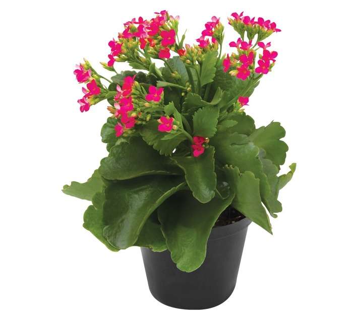 Plantimex Kalanchoe Pot - Assorted (120mm)
