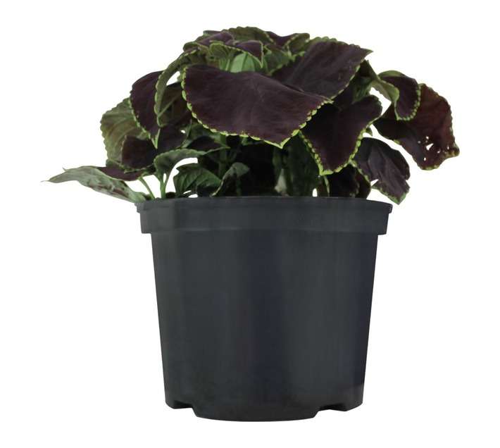 Andy Titterton Coleus Potted Plant (230mm)