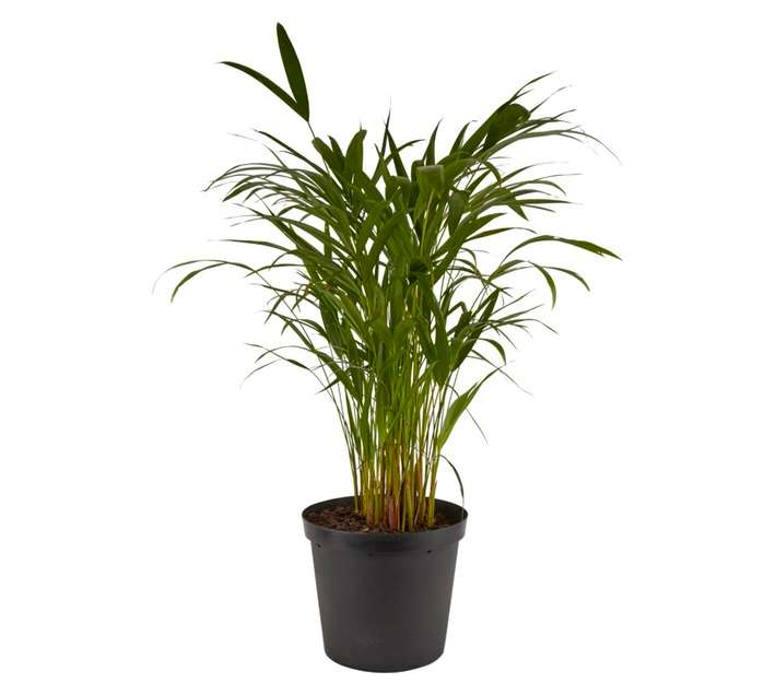 Florex Areca Lutescens Plant (250mm)