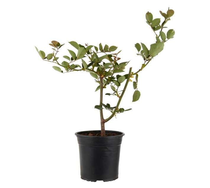 Colorweis Rose Hybrid Blue Moon Pot (170mm)