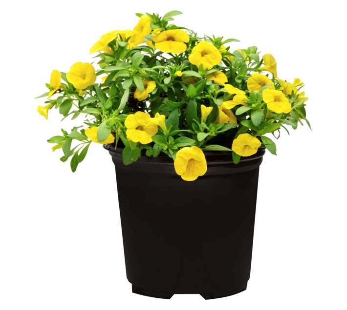 Colorweis Calibrachoa Cabaret Pot - Yellow (150 x 150 x 300mm)