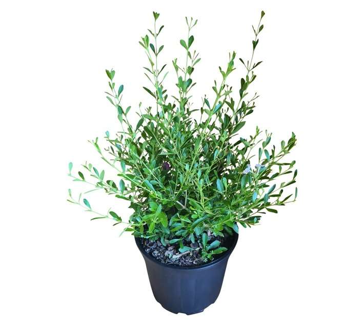 Colorweis Freylinia Tropica Pot - White (150 x 150 x 300mm)