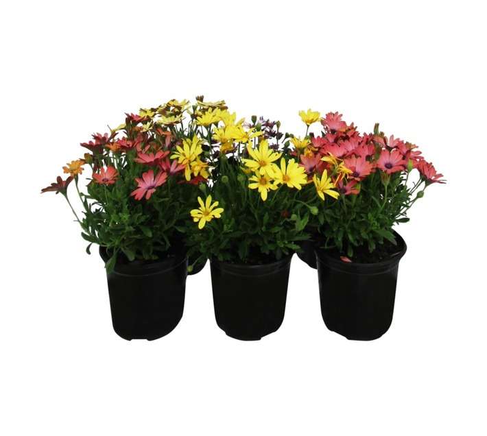 Osteospermum Potted plant - Assorted (150mm)