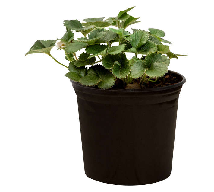 Colorweis Big Ben Strawberry Fruit Pot - White (150 x 150 x 300mm)