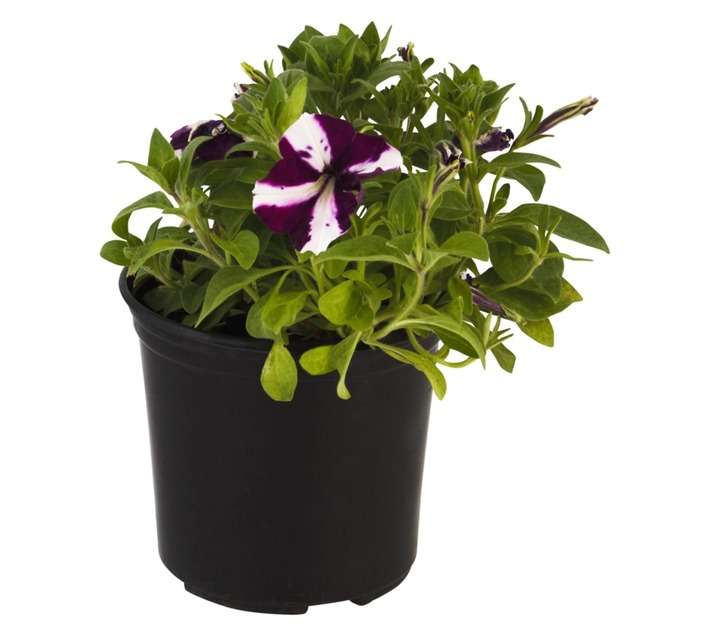 Tuberflora Amor Petunia Potted Plant (200mm)