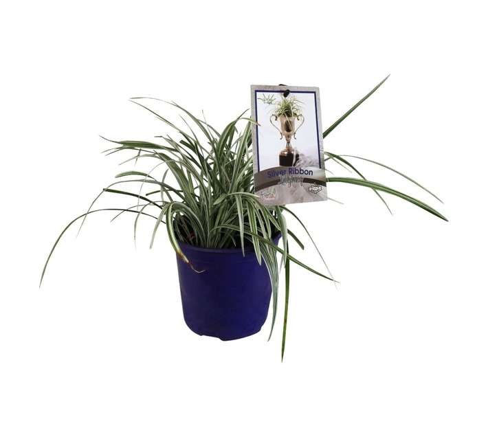 Liriope Spicata Silver Ribbon (15cm Pot)