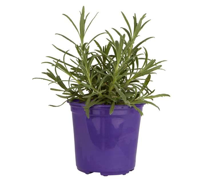 Premium Perennial Colour Pot - Assorted (140mm)