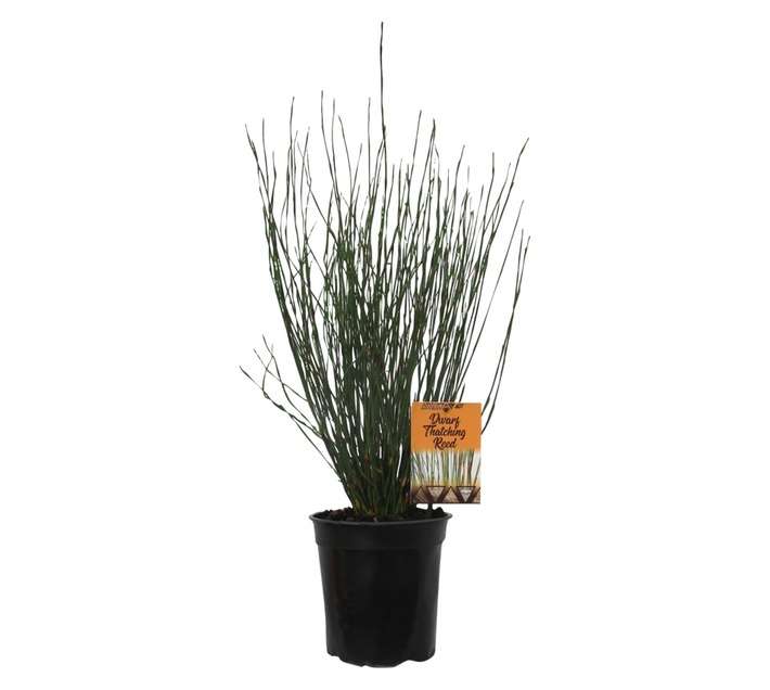 Elegia Tectorum Cape Thatching Reed Fish Hoek (20cm Pot)