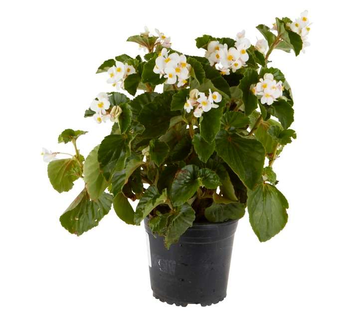 Colorweis Begonia Dragon Wings Pot (170mm)