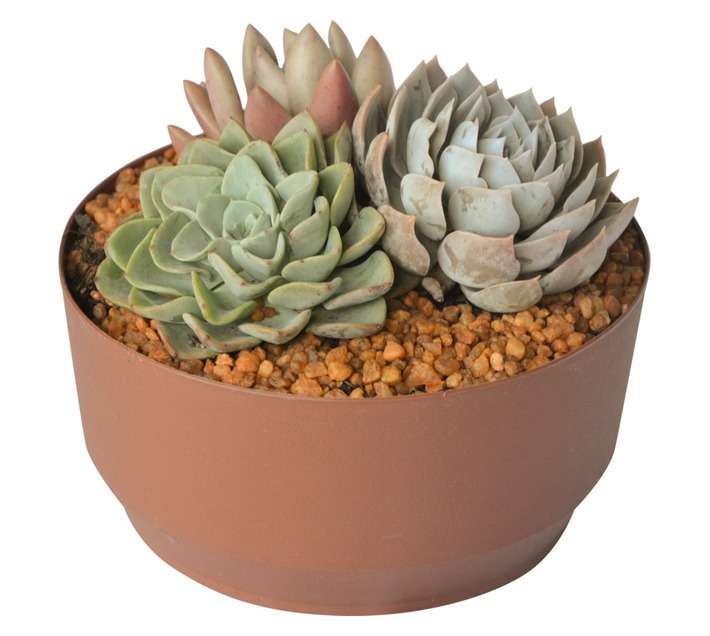 Swashbuckle Echeveria Mix in Bowl (200mm)