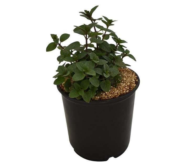 Garden Master Mint Herb Pot (120mm)