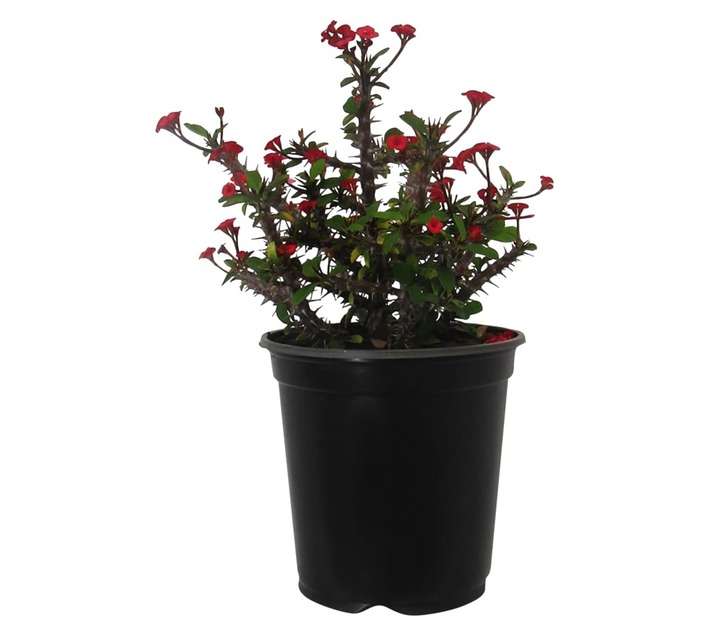 Euphorbia Milii Var Splendens (20cm Pot)