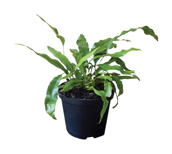 Airely Farms Microsorum Kangaroo Fern Potted Plant (120mm)